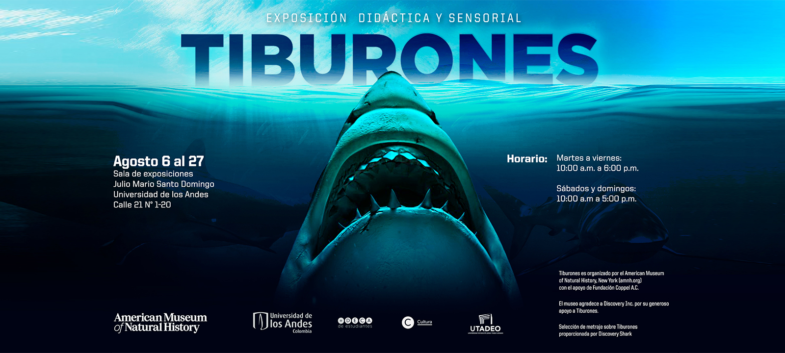 tiburones | Uniandes