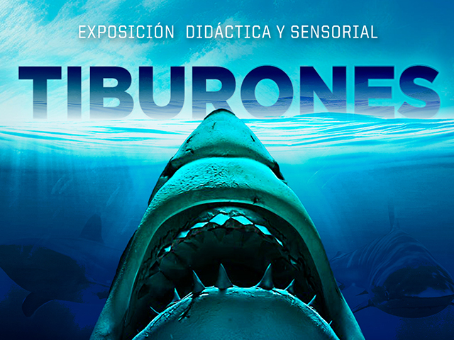 tiburones | Uniandes